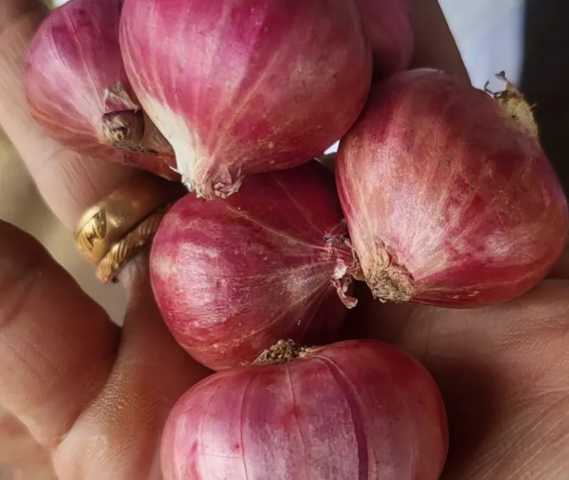 Fresh Shallots Showcase 6