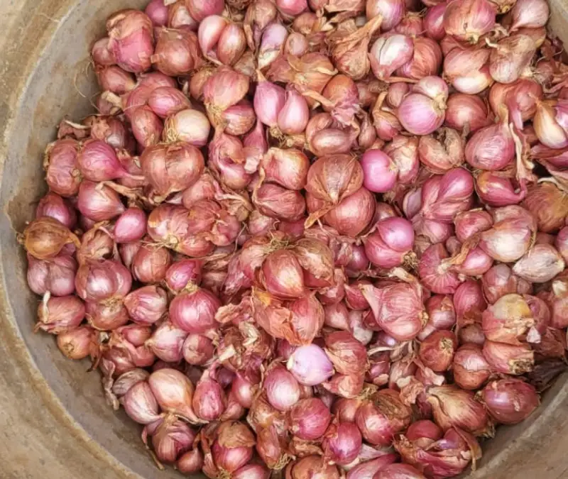 Fresh Shallots Showcase 7