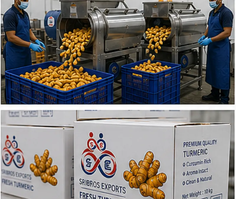 Fresh Turmeric Showcase 6